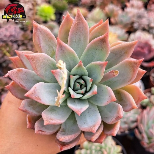 Muda De Suculenta Echeveria...