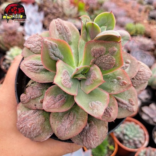 Muda De Suculenta Echeveria...