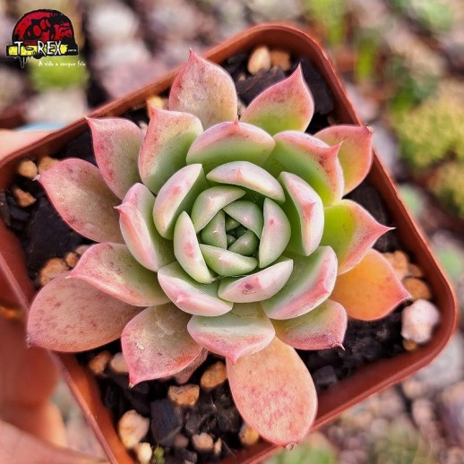 Muda De Suculenta Echeveria...