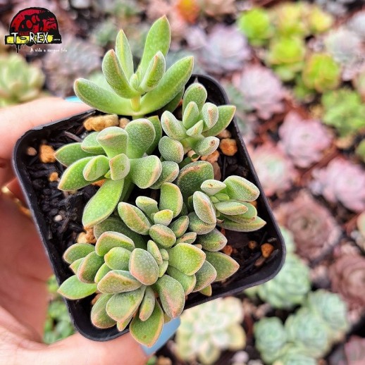 Muda De Suculenta Crassula...