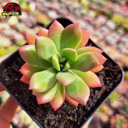 Muda De Suculenta Echeveria...