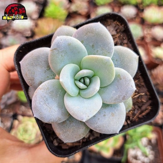 Muda De Suculenta Echeveria...