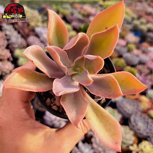 Muda De Suculenta Echeveria...