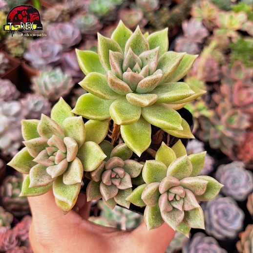 Muda De Suculenta Echeveria...