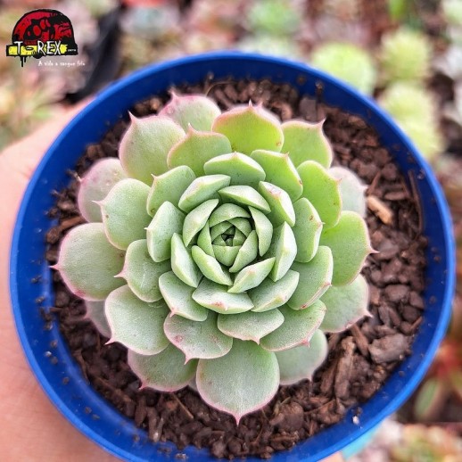 Muda De Suculenta Echeveria...
