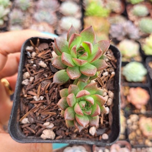 Muda De Suculenta Echeveria...
