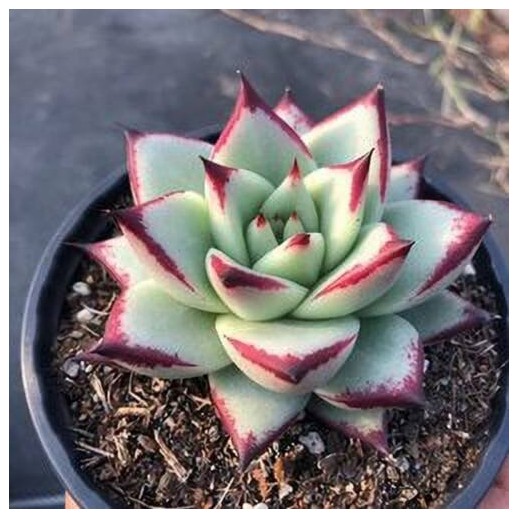 Muda De Suculenta Echeveria...