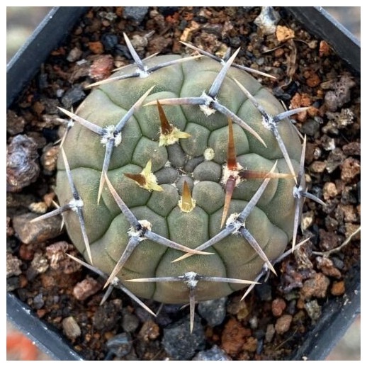 Muda de cacto Cactaceae...