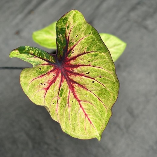 Muda de Caladium Ana