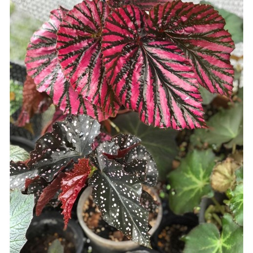 comprar muda de caladium laura