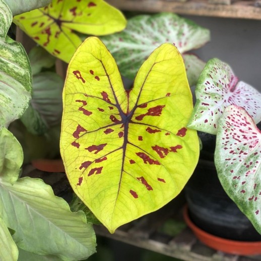 comprar muda de caladium julia