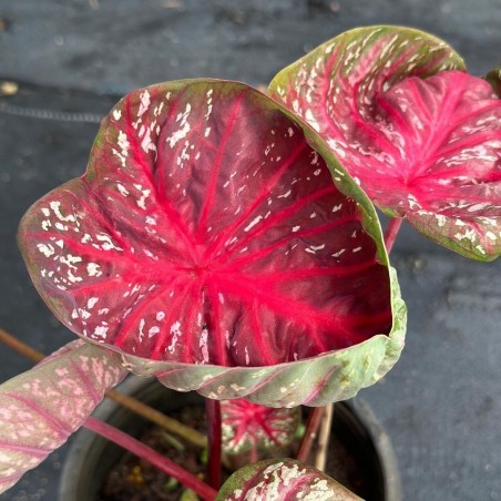 comprar muda de caladium luiza