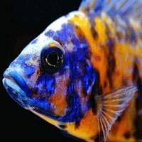 Peixes