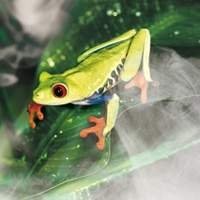 Umidificador e Nebulizador para Répteis - Crie o Ambiente Perfeito de Umidade!