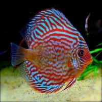 Comprar Peixes Discos - Elegância e Beleza em seu Aquário!