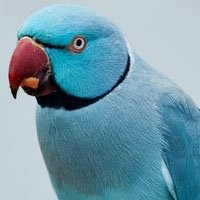 Aves