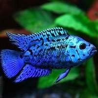 Peixes Oscar e Ciclídeos Africanos Importados - Beleza e Exclusividade Aquática!