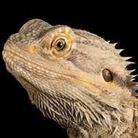 Dragão Barbudo Legalizado