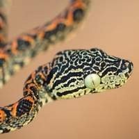 Corallus hortulanus Legalizada