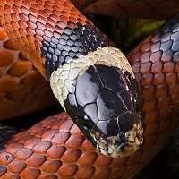Milk Snake Legalizada