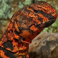 Uromastyx Legalizado