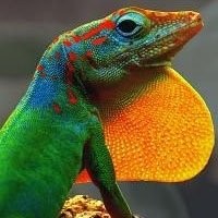 Anolis Legalizado